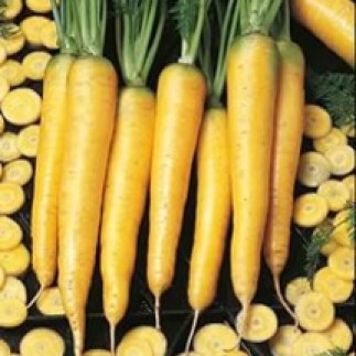 Морковь Еллоустоун 1,6-1,8 м